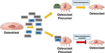 The RANK/RANKL/OPG system and tumor bone metastasis: Potential mechanisms and therapeutic strategies